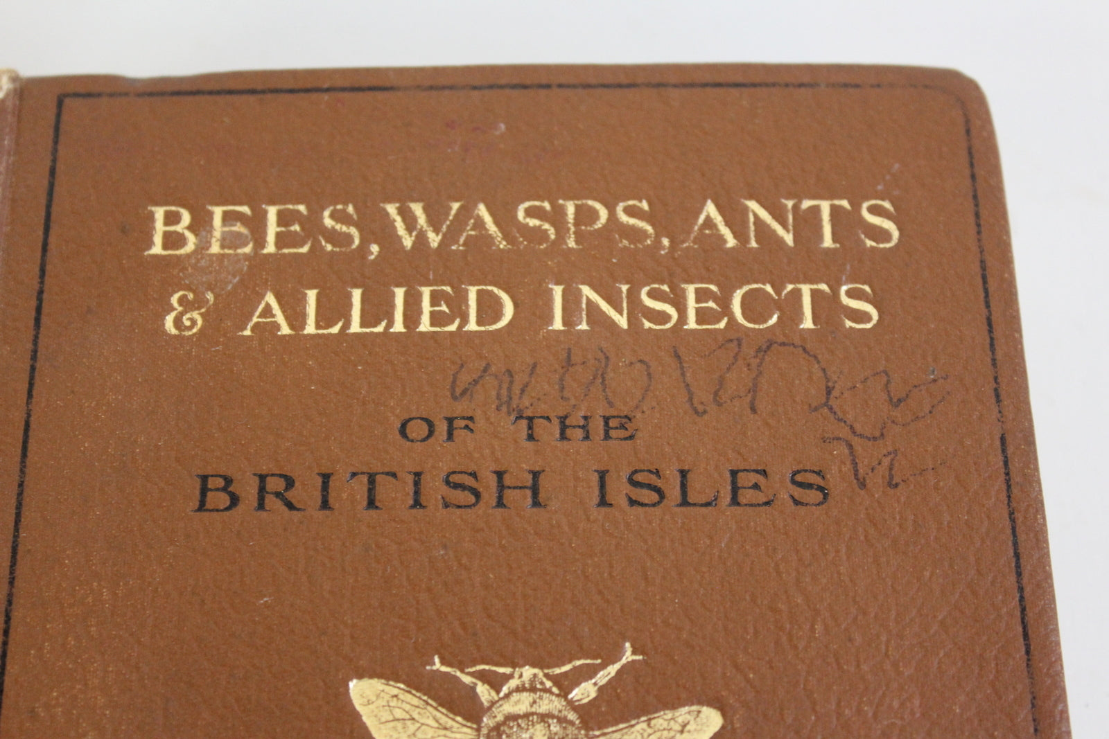 Bees Wasps Ants & Allied Insects Edward Step 1932 - Kernow Furniture