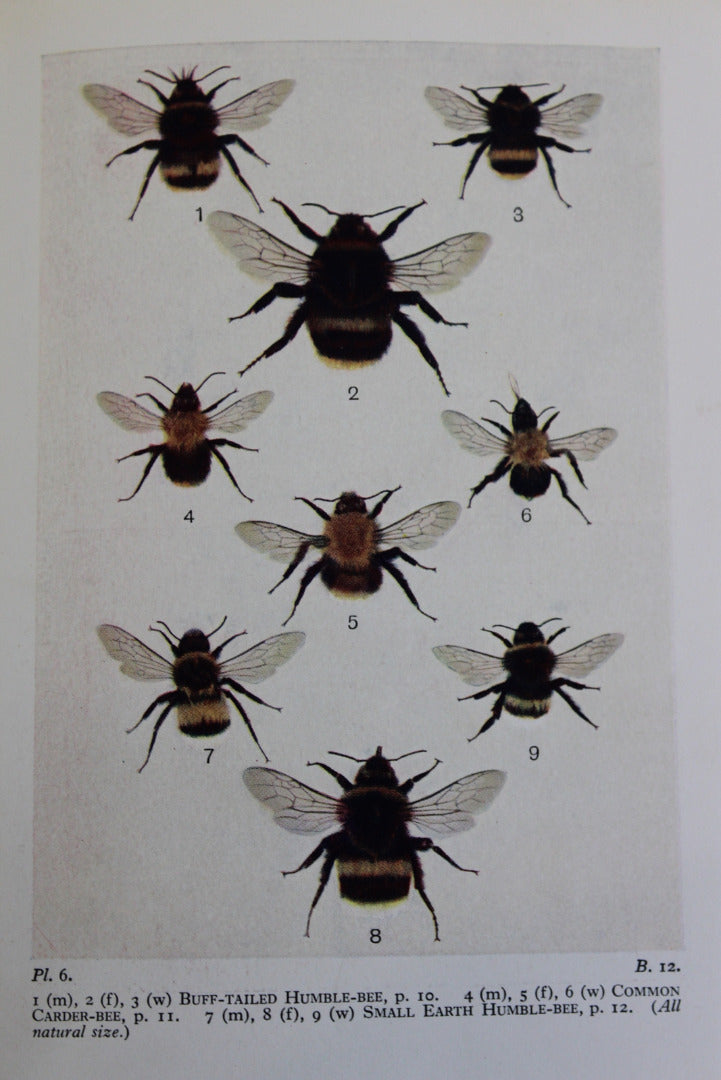 Bees Wasps Ants & Allied Insects Edward Step 1932 - Kernow Furniture