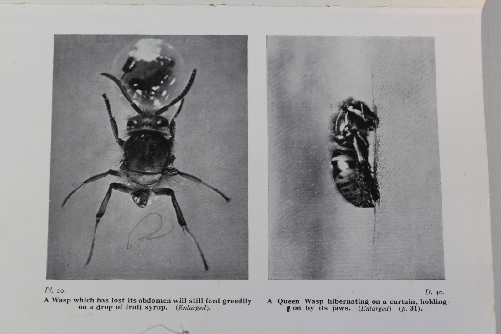 Bees Wasps Ants & Allied Insects Edward Step 1932 - Kernow Furniture