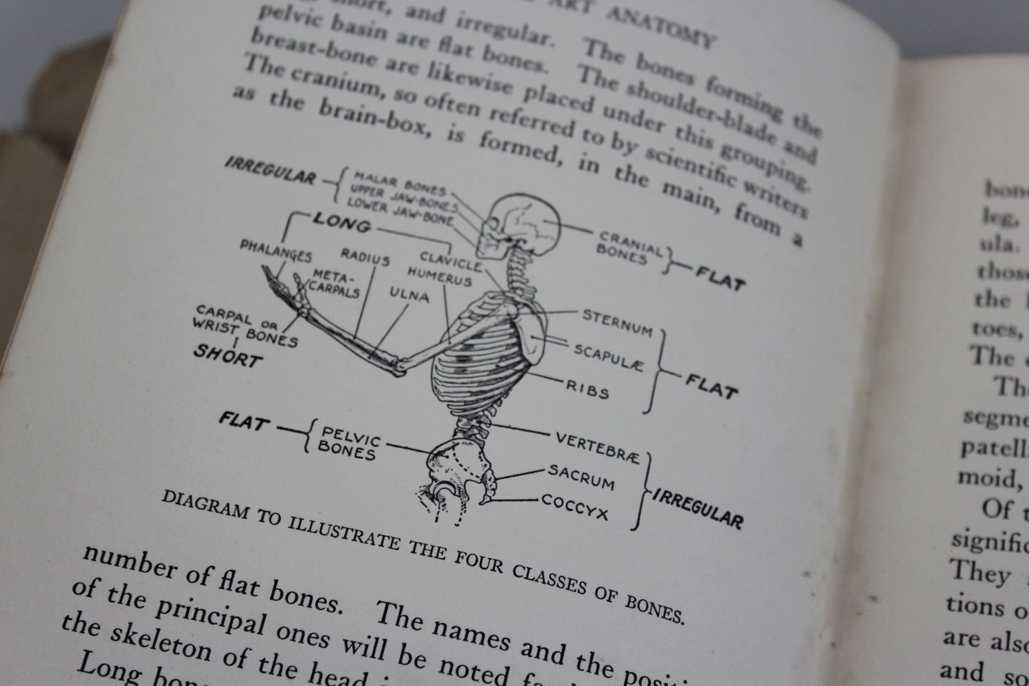 Practical Art Anatomy E G Lutz - Kernow Furniture