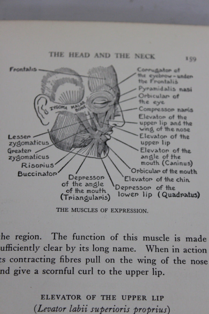 Practical Art Anatomy E G Lutz - Kernow Furniture