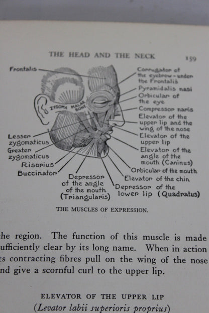 Practical Art Anatomy E G Lutz - Kernow Furniture