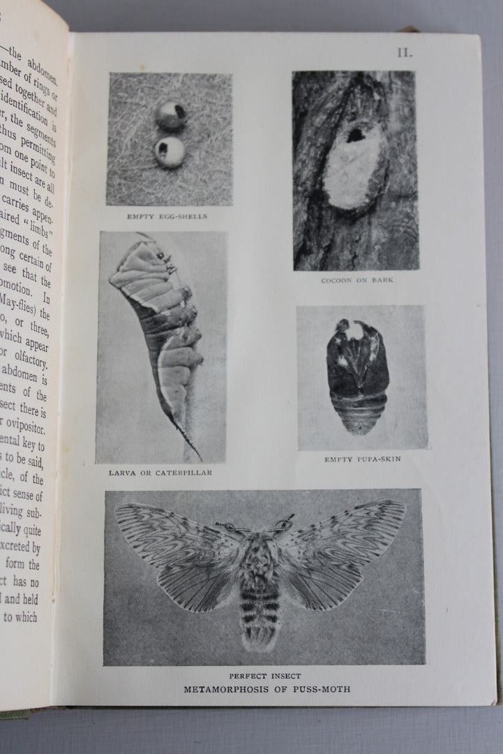 British Insects & How To Know Them - Harold Bastin - Kernow Furniture