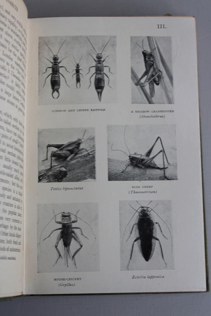 British Insects & How To Know Them - Harold Bastin - Kernow Furniture