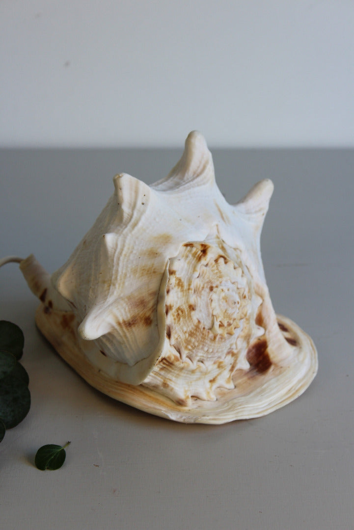 Vintage Conch Shell Lamp - Kernow Furniture