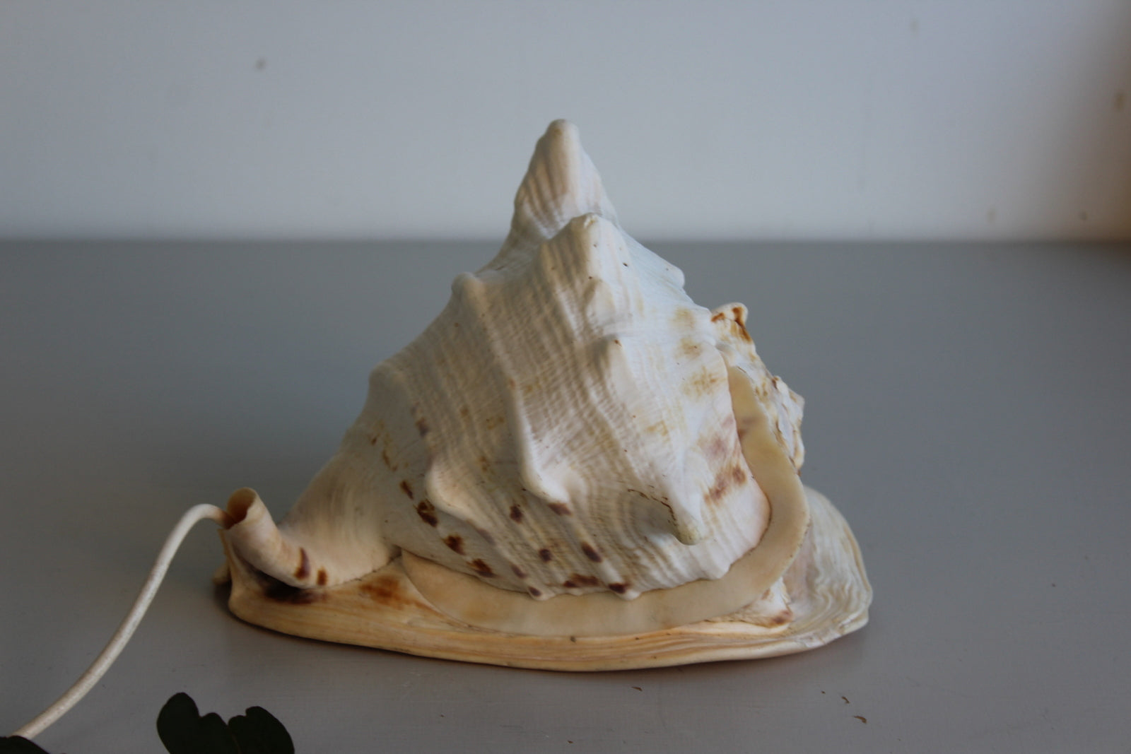 Vintage Conch Shell Lamp - Kernow Furniture