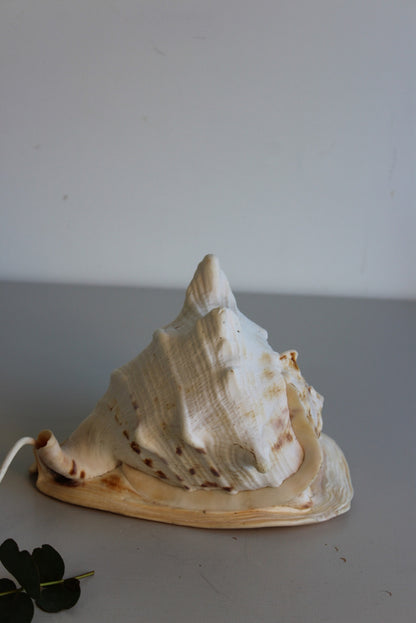 Vintage Conch Shell Lamp - Kernow Furniture