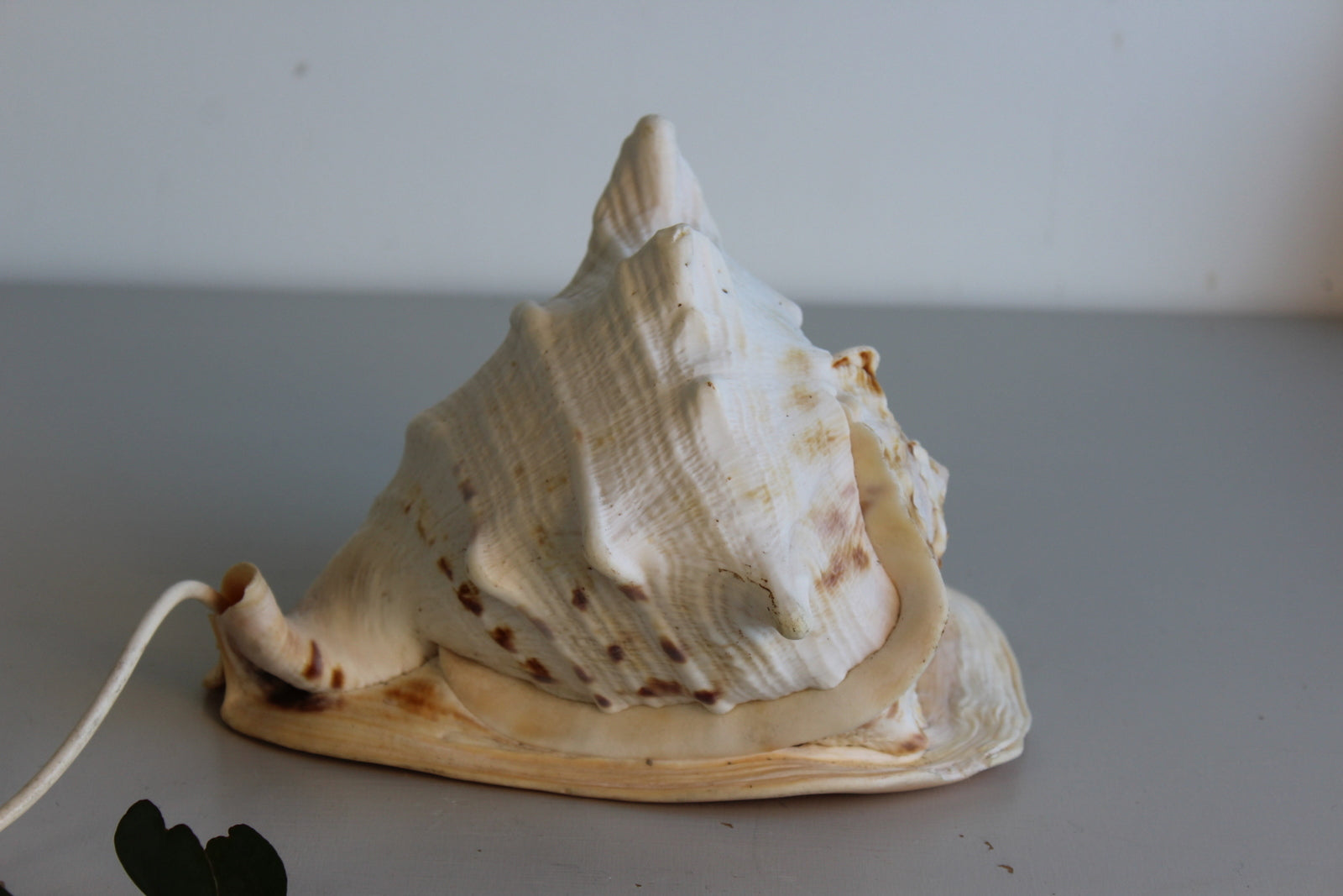 Vintage Conch Shell Lamp - Kernow Furniture