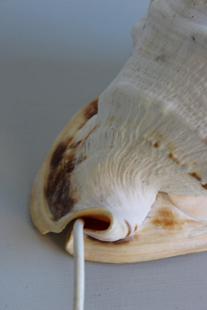 Vintage Conch Shell Lamp - Kernow Furniture