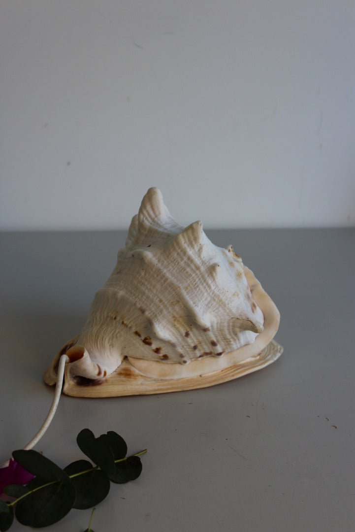 Vintage Conch Shell Lamp - Kernow Furniture