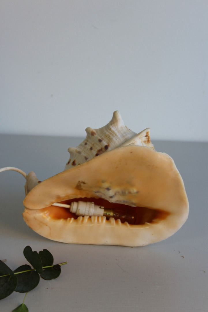 Vintage Conch Shell Lamp - Kernow Furniture