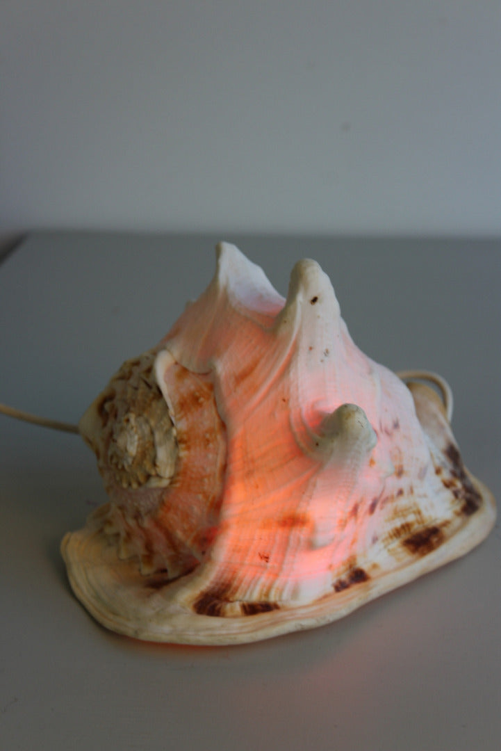 Vintage Conch Shell Lamp - Kernow Furniture