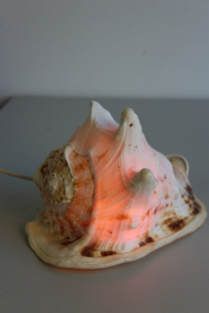 Vintage Conch Shell Lamp - Kernow Furniture