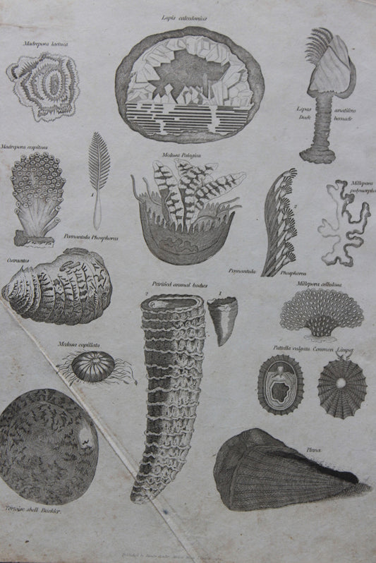 Collection Antique Prints James Cundee Albion Press - Kernow Furniture