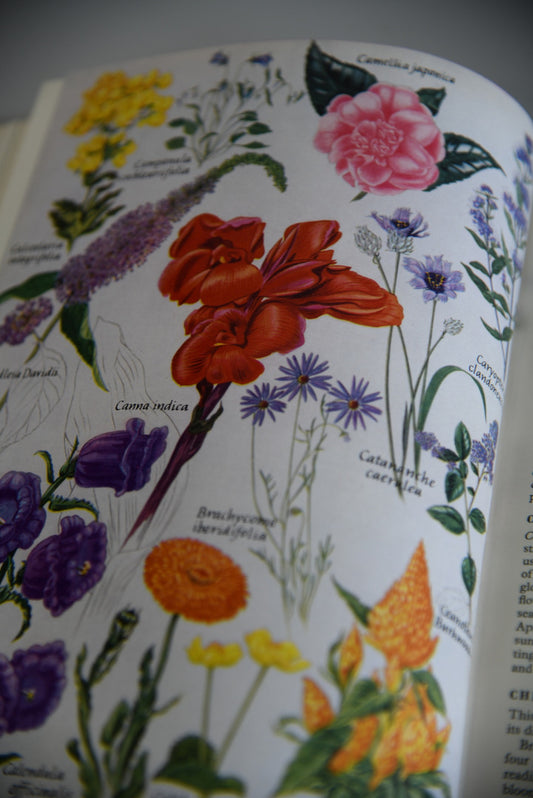 Flowers In Colour AGL Hellyer - Kernow Furniture