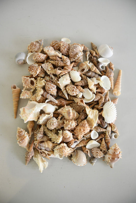 Collection Vintage Shells - Kernow Furniture