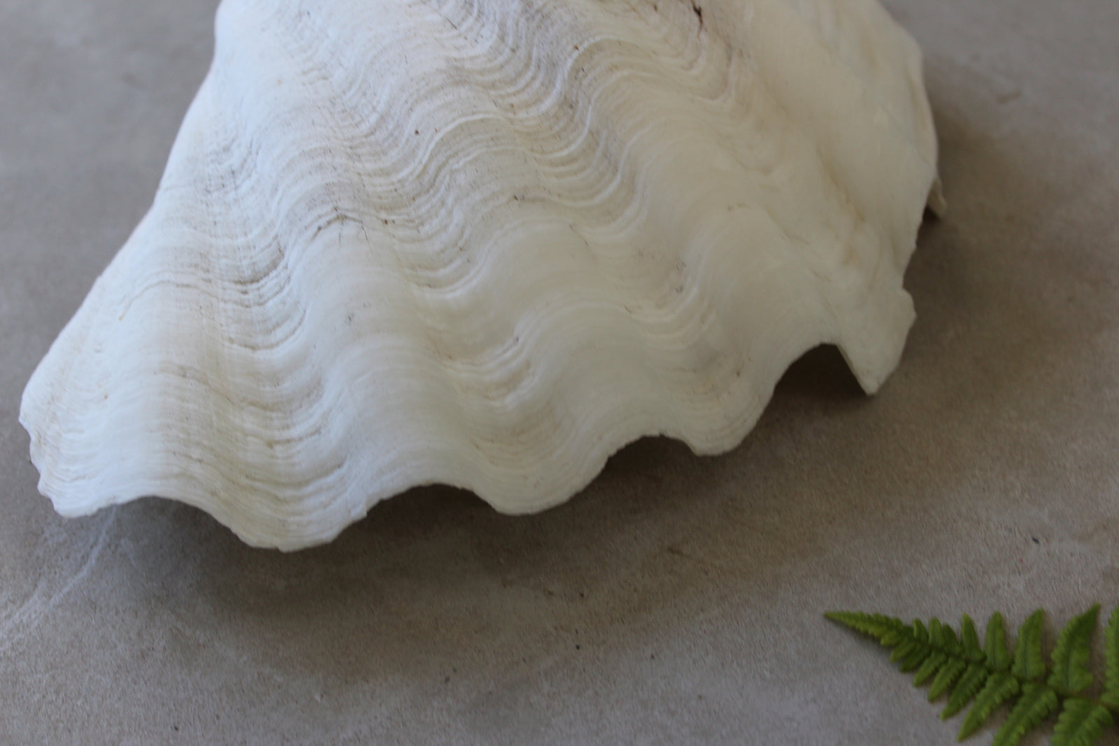 Vintage Clam Shell - Kernow Furniture