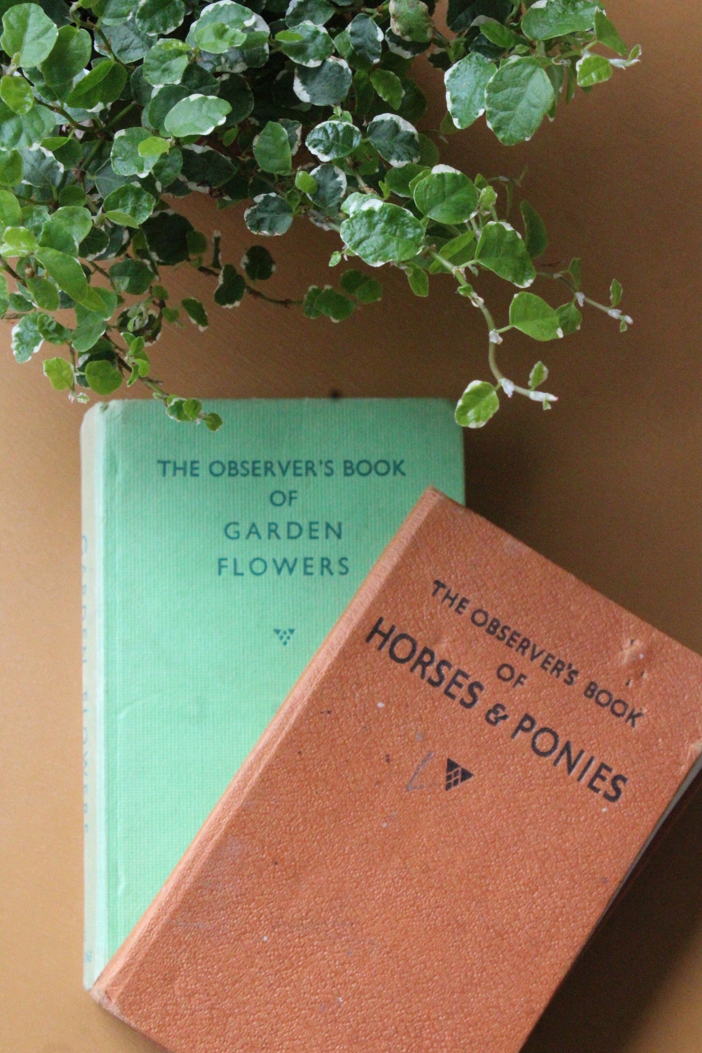 Vintage Observer Books Garden Flowers 25 Horses & Ponies 9 - Kernow Furniture