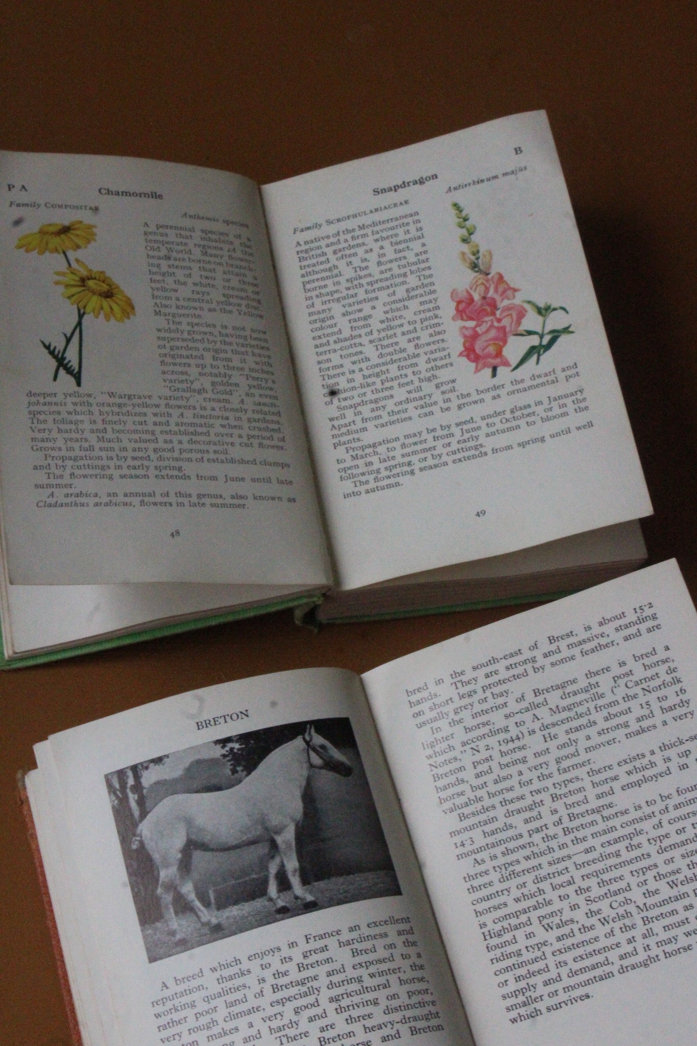 Vintage Observer Books Garden Flowers 25 Horses & Ponies 9 - Kernow Furniture