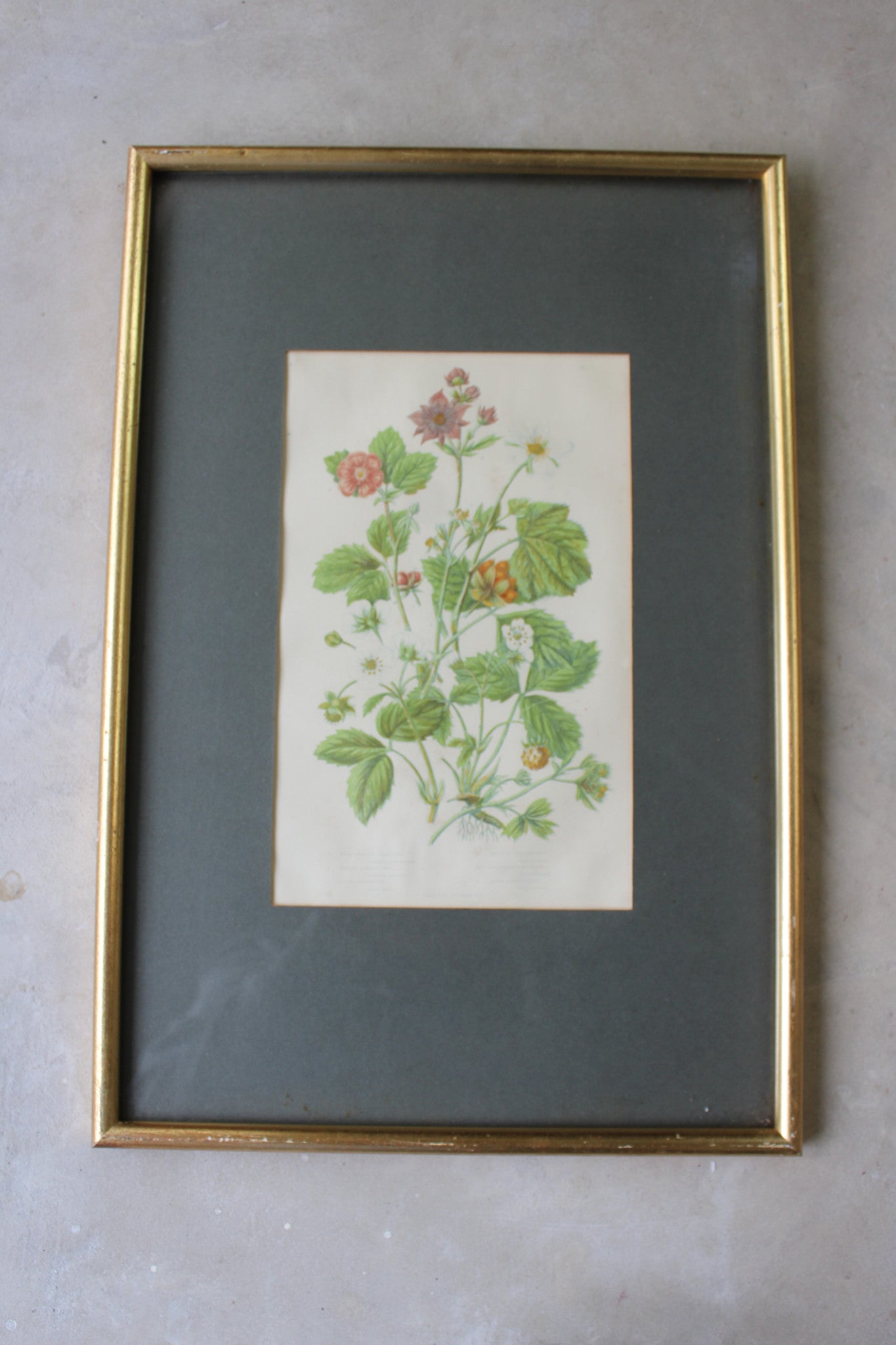 Vintage Botanical Print - Hautboy Strawberries - Kernow Furniture