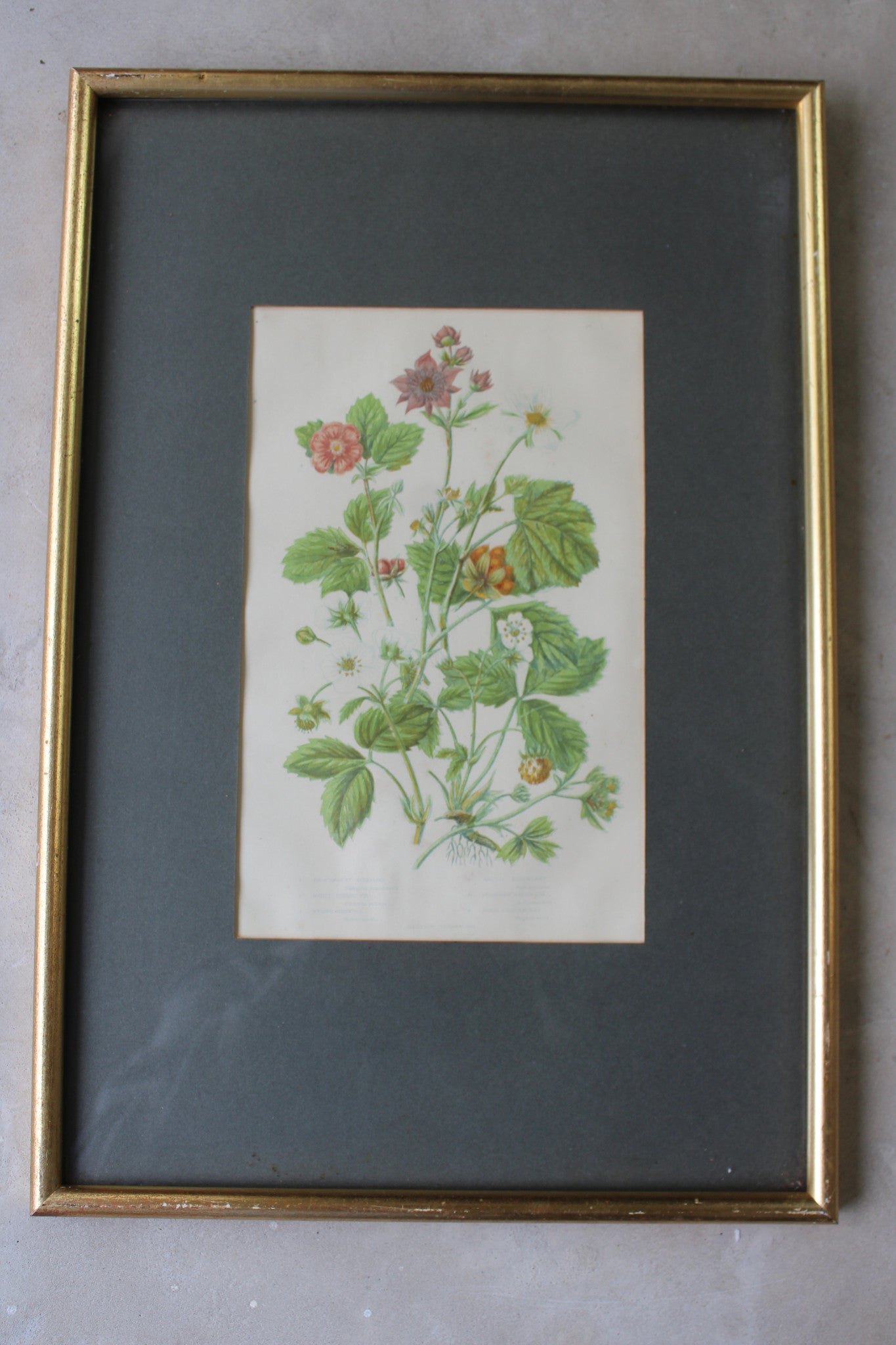 Vintage Botanical Print - Hautboy Strawberries - Kernow Furniture