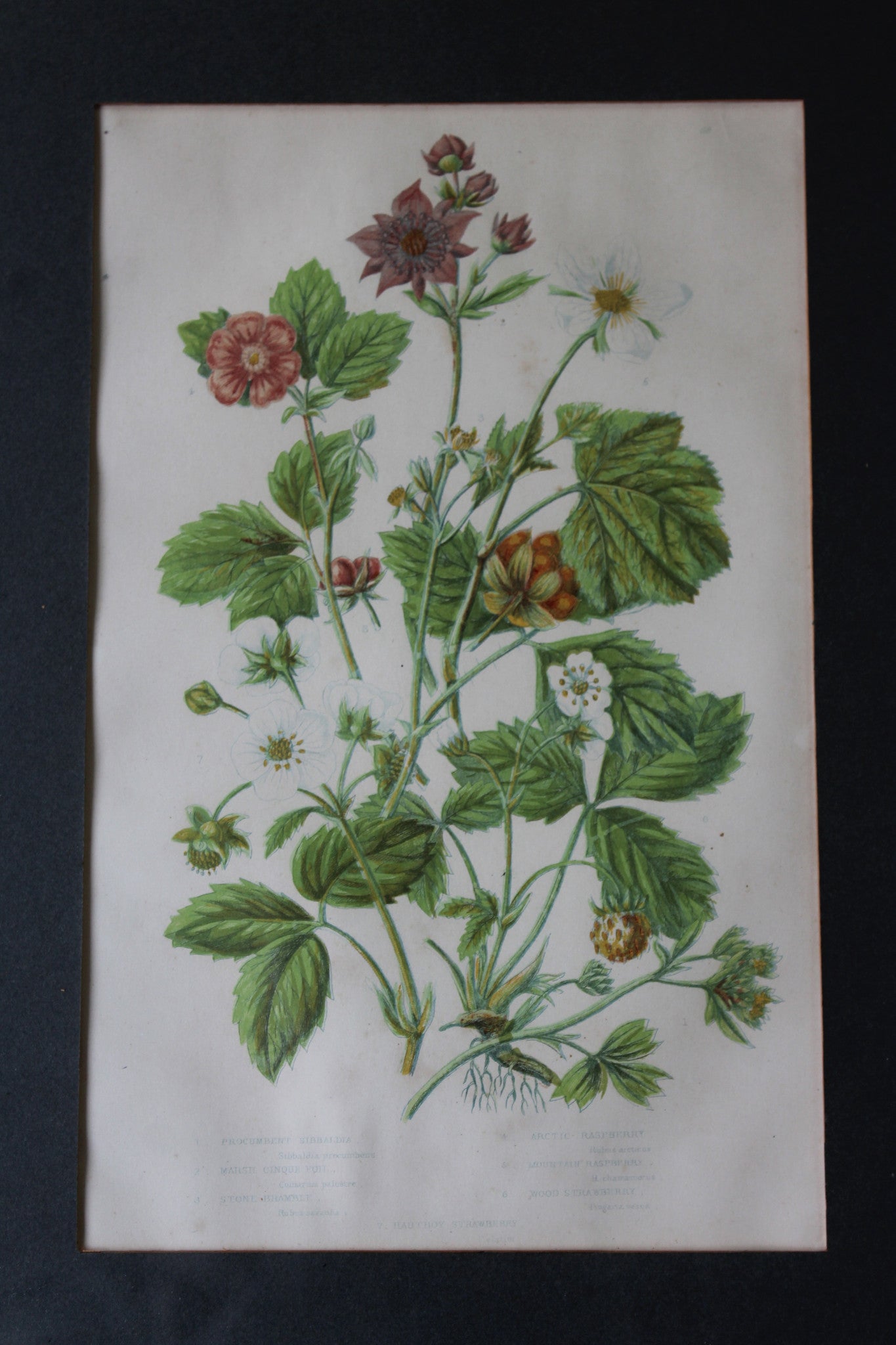 Vintage Botanical Print - Hautboy Strawberries - Kernow Furniture