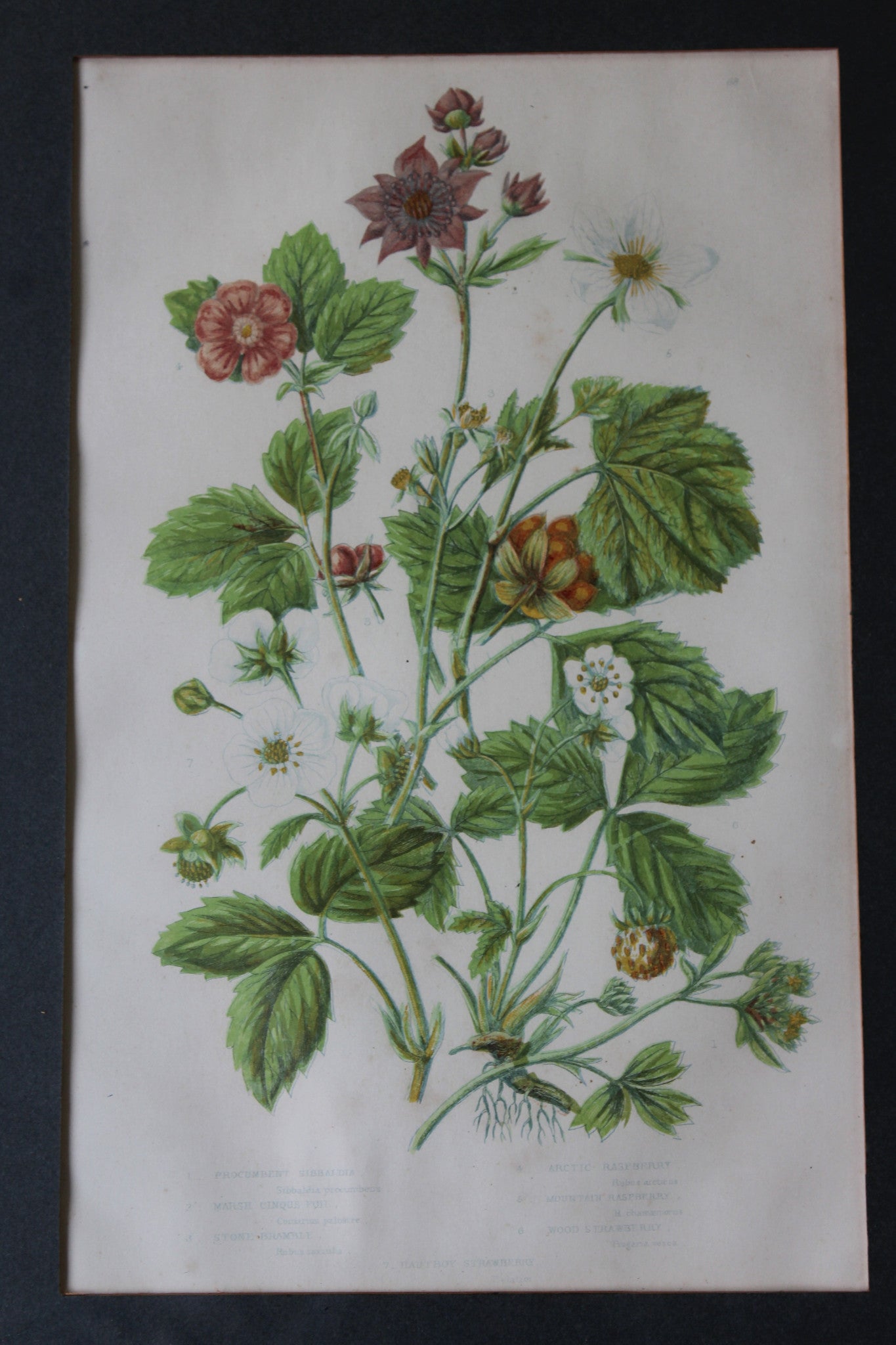 Vintage Botanical Print - Hautboy Strawberries - Kernow Furniture