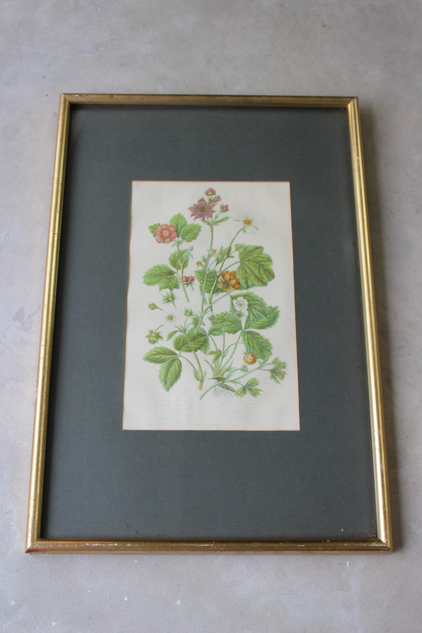 Vintage Botanical Print - Hautboy Strawberries - Kernow Furniture