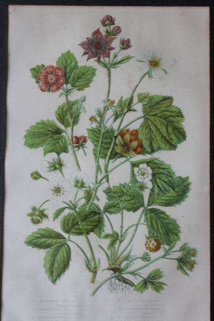 Vintage Botanical Print - Hautboy Strawberries - Kernow Furniture