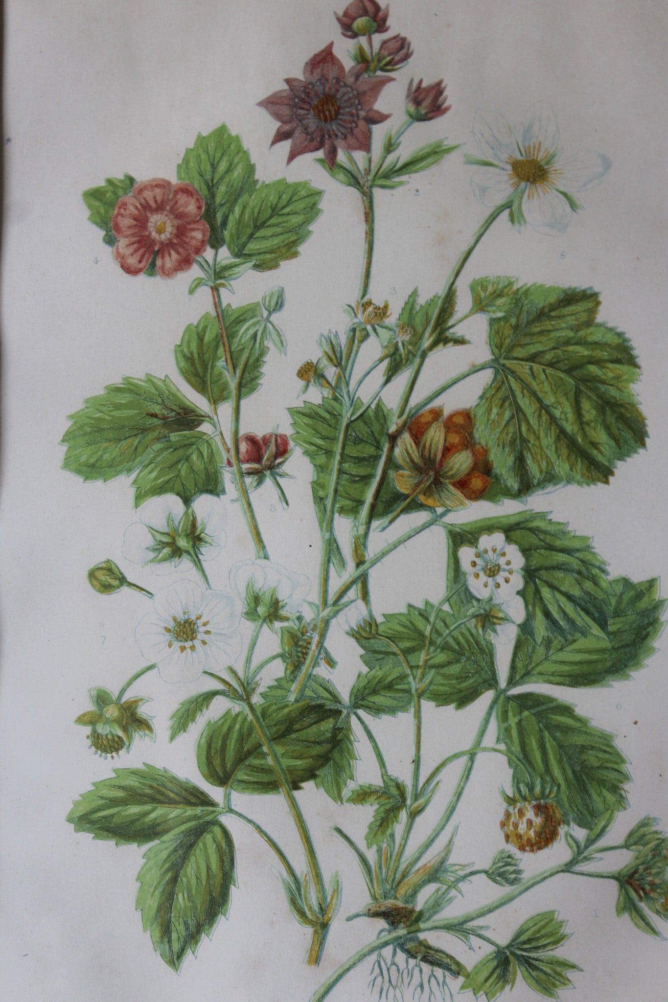 Vintage Botanical Print - Hautboy Strawberries - Kernow Furniture