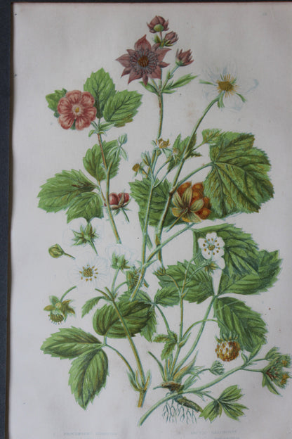 Vintage Botanical Print - Hautboy Strawberries - Kernow Furniture