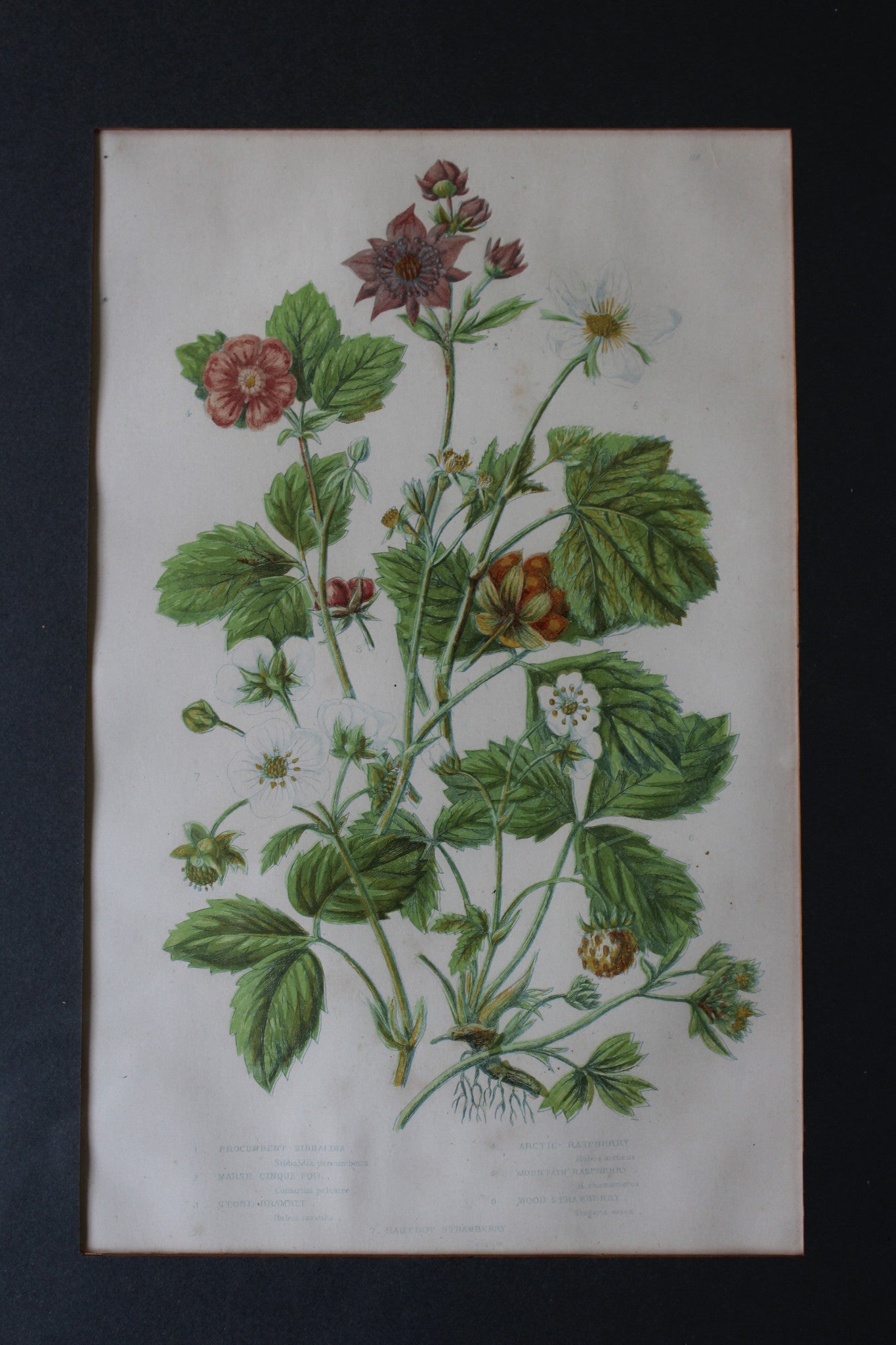 Vintage Botanical Print - Hautboy Strawberries - Kernow Furniture