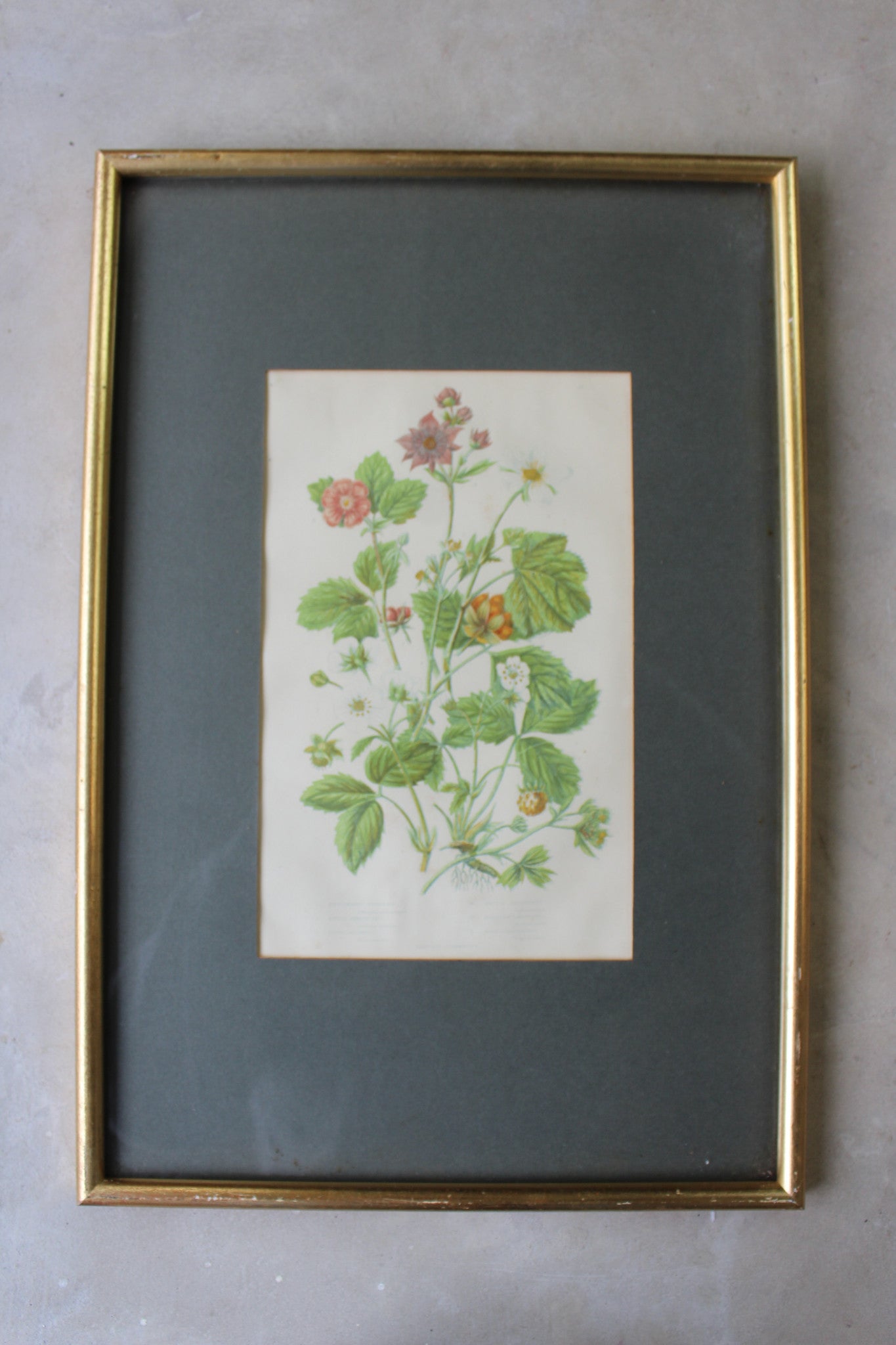 Vintage Botanical Print - Hautboy Strawberries - Kernow Furniture