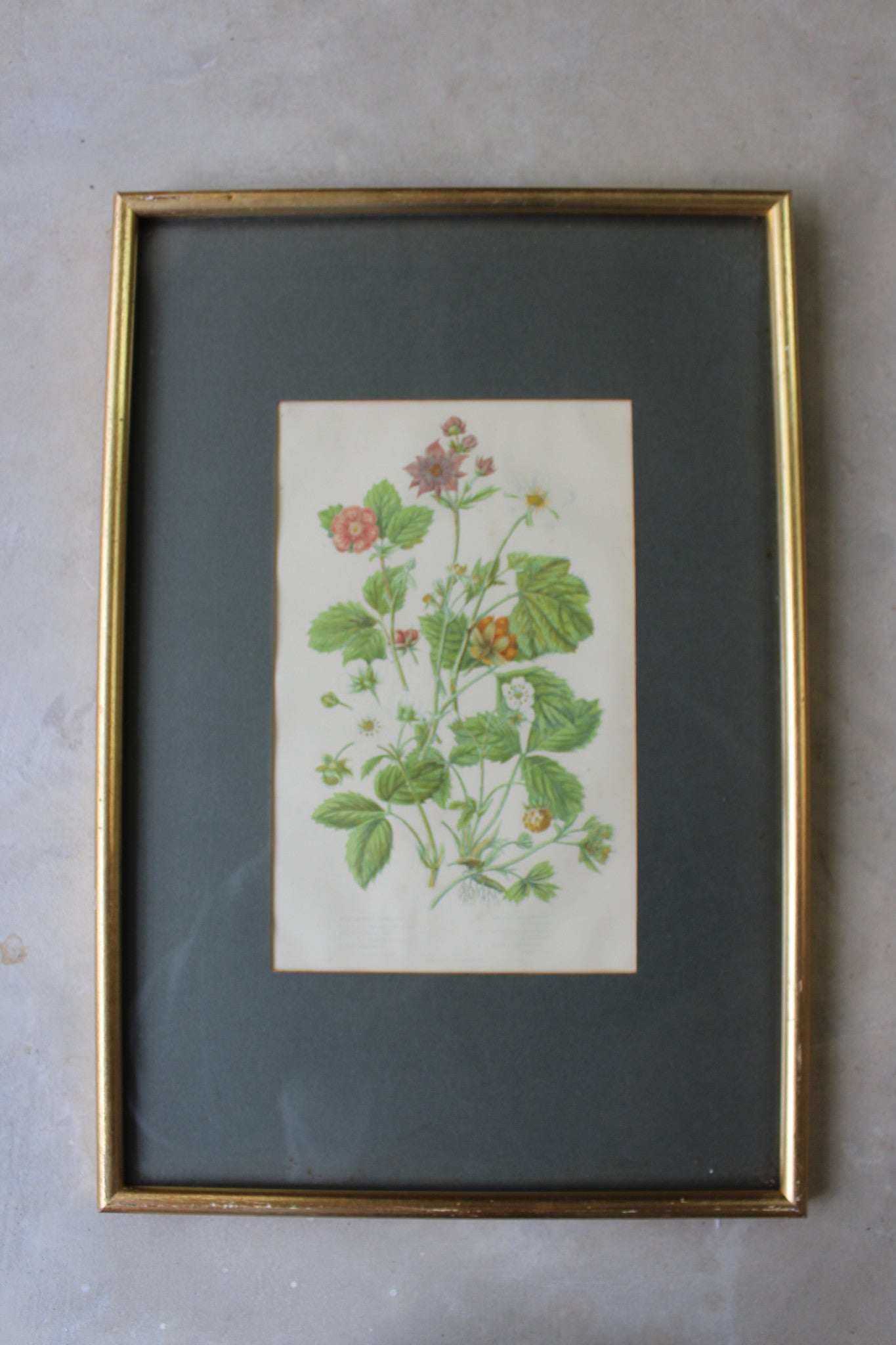Vintage Botanical Print - Hautboy Strawberries - Kernow Furniture