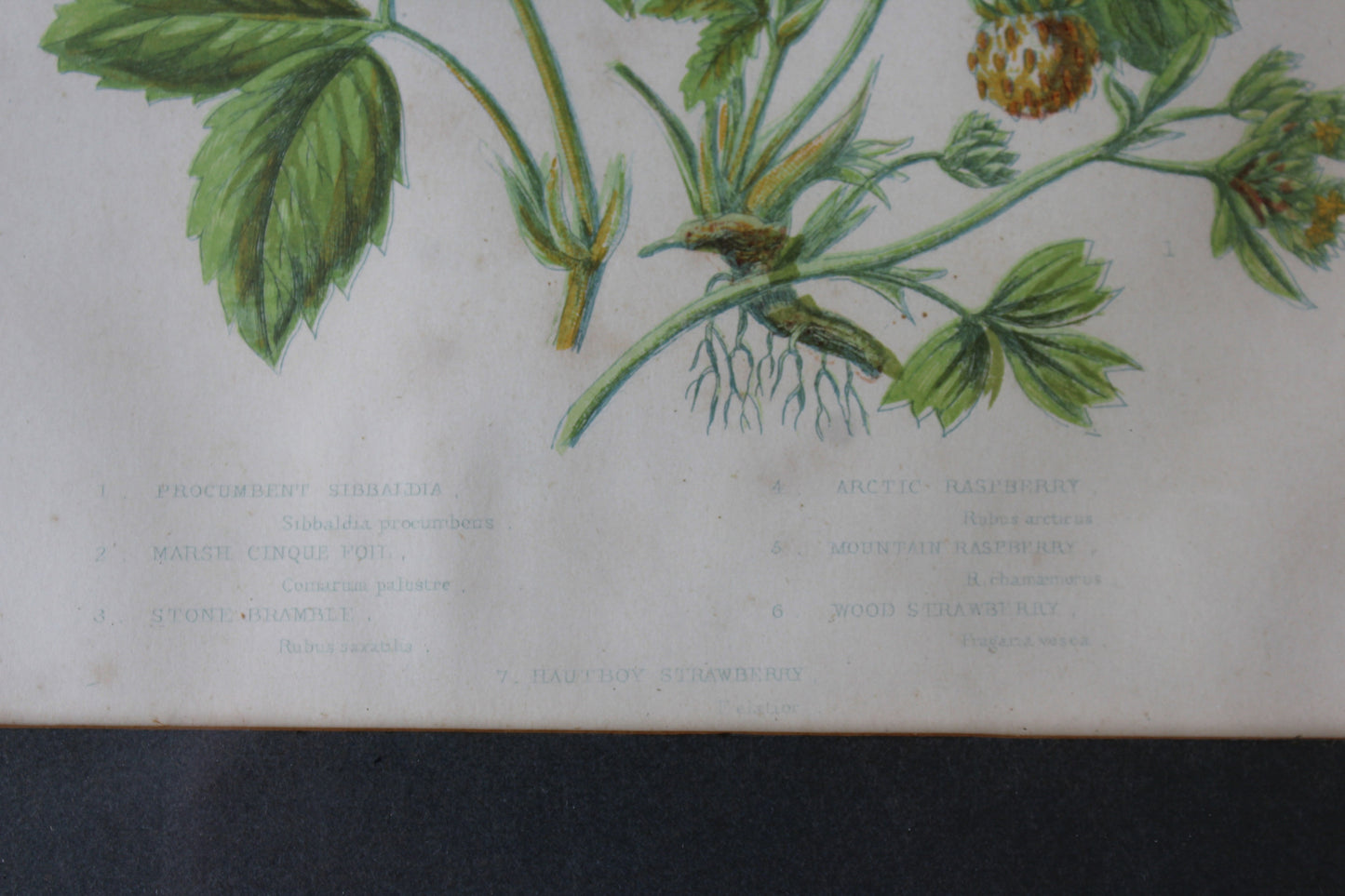 Vintage Botanical Print - Hautboy Strawberries - Kernow Furniture