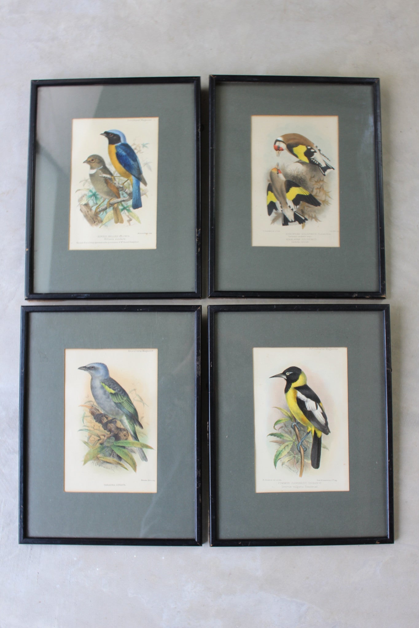 Original Antique Framed Bird Prints - Kernow Furniture