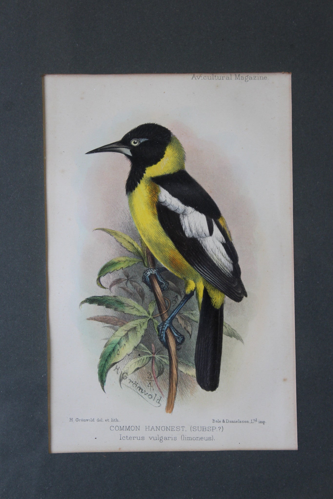 Original Antique Framed Bird Prints - Kernow Furniture