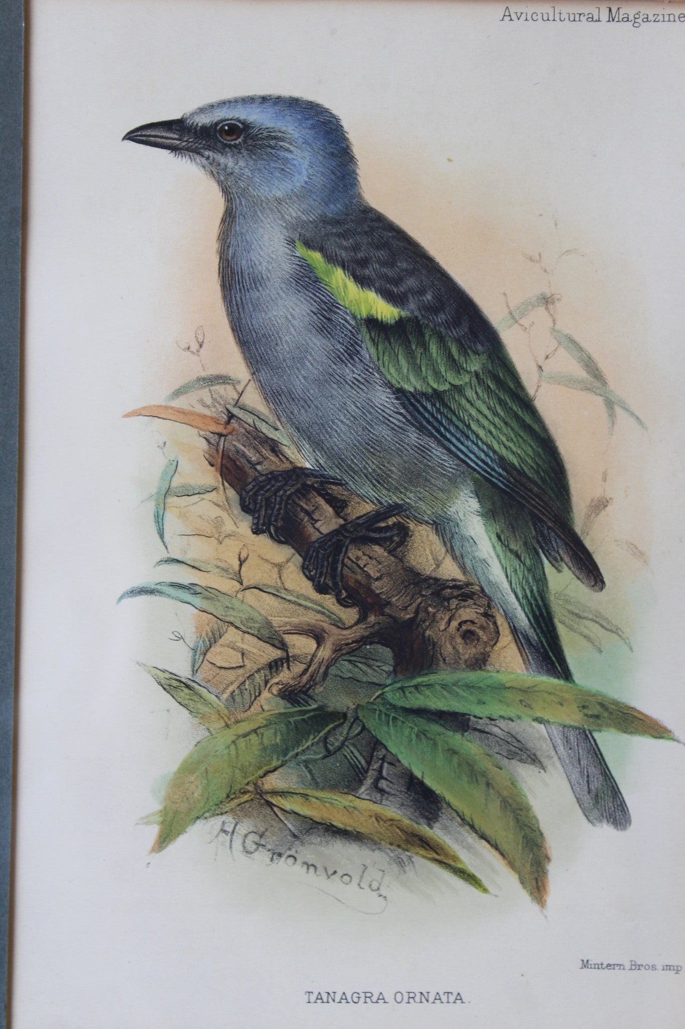 Original Antique Framed Bird Prints - Kernow Furniture