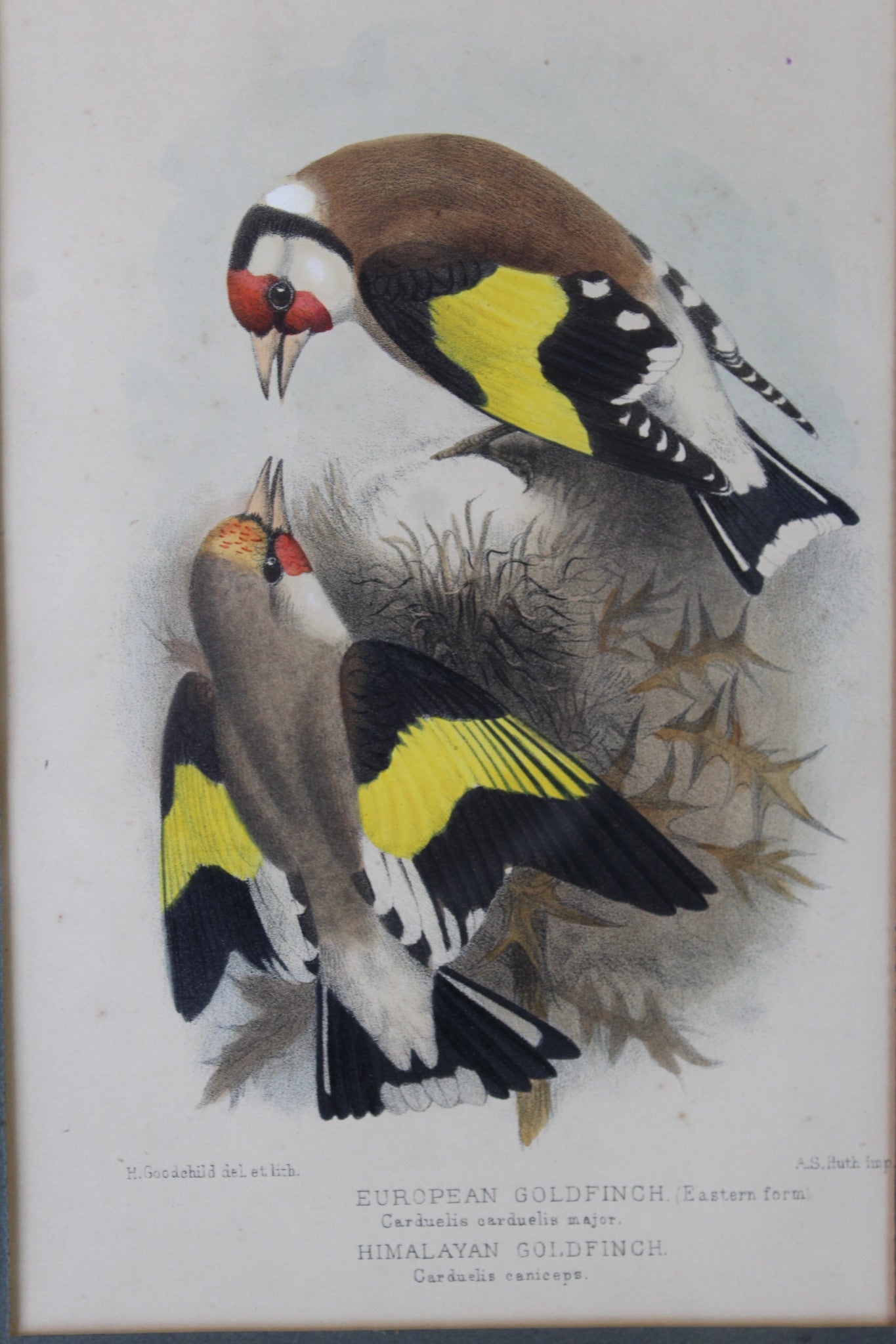 Original Antique Framed Bird Prints - Kernow Furniture