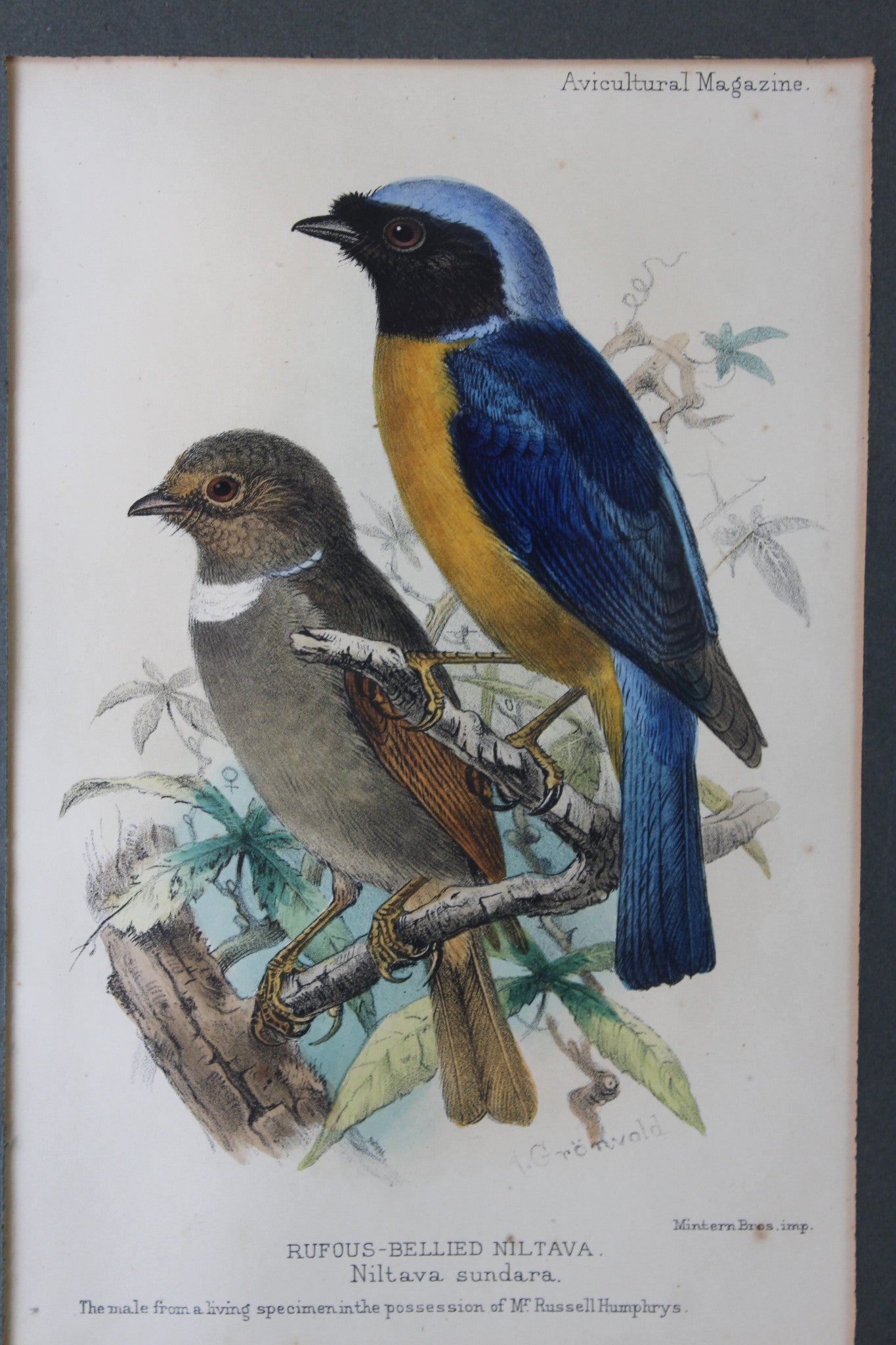 Original Antique Framed Bird Prints - Kernow Furniture