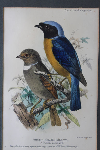 Original Antique Framed Bird Prints - Kernow Furniture