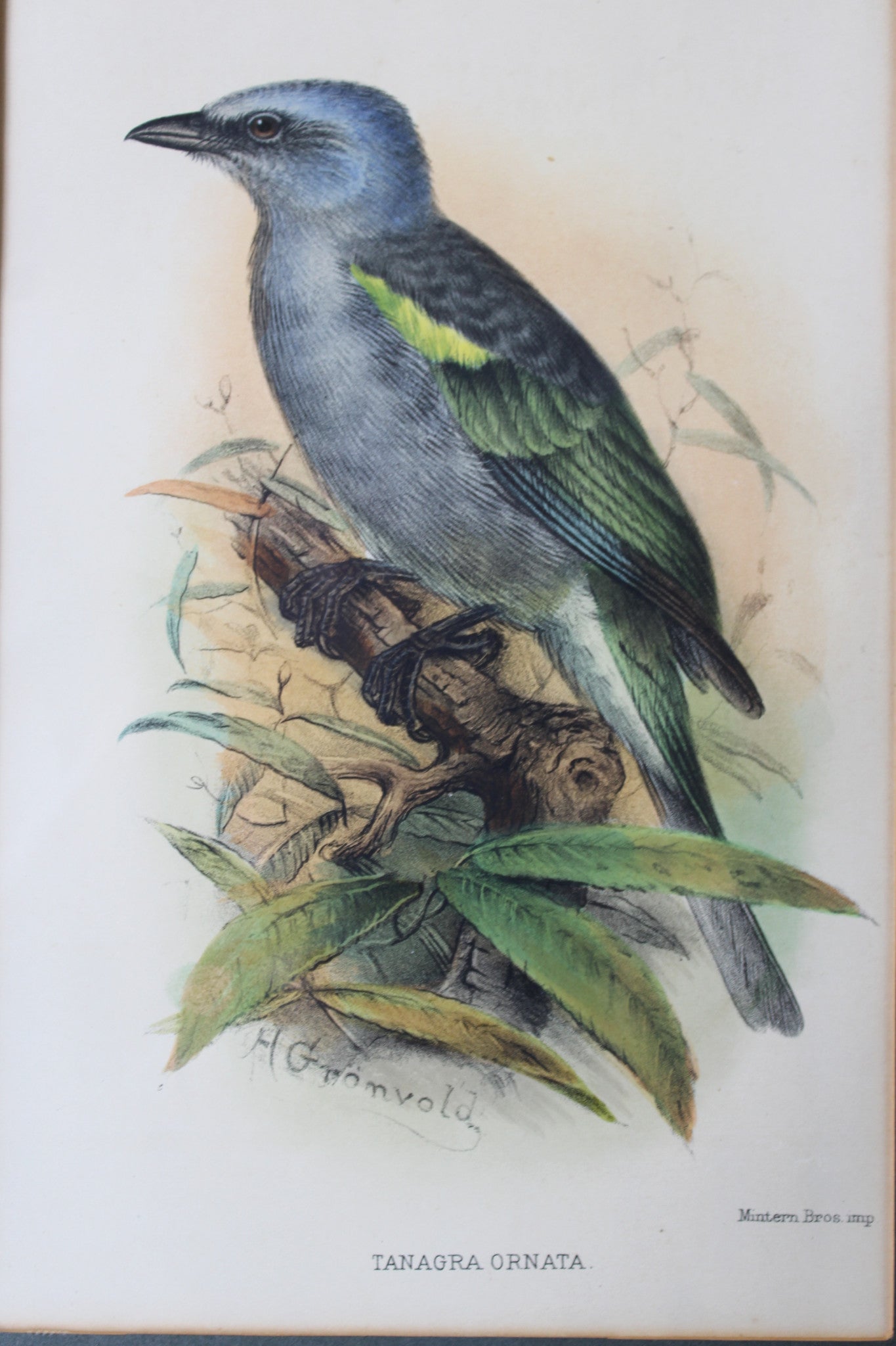 Original Antique Framed Bird Prints - Kernow Furniture