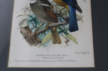 Original Antique Framed Bird Prints - Kernow Furniture