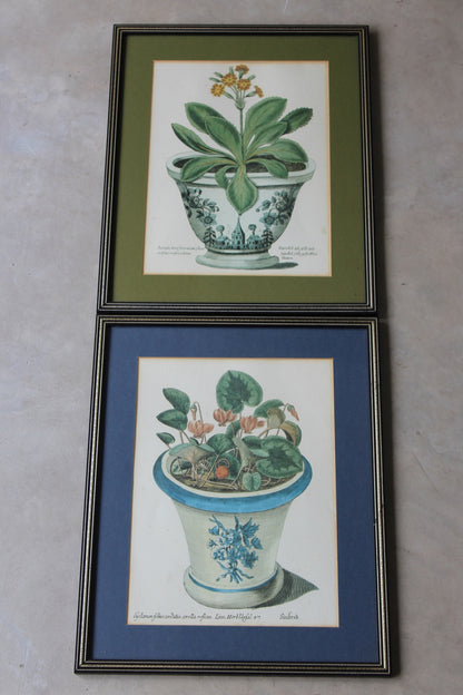 Pair Framed Botanical Prints - Kernow Furniture