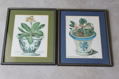 Pair Framed Botanical Prints - Kernow Furniture